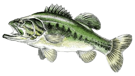 Black Bass